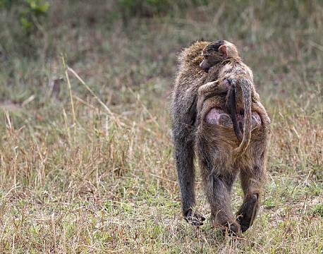 Mara North Conservancy kenya africa tours