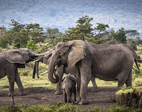 Mara North Conservancy kenya africa tours