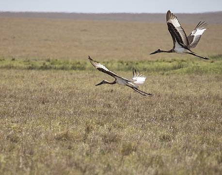 Mara North Conservancy kenya africa tours