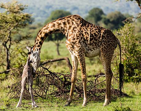 Mara North Conservancy kenya africa tours