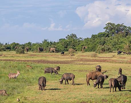 Aberdare højlandet kenya africa tours