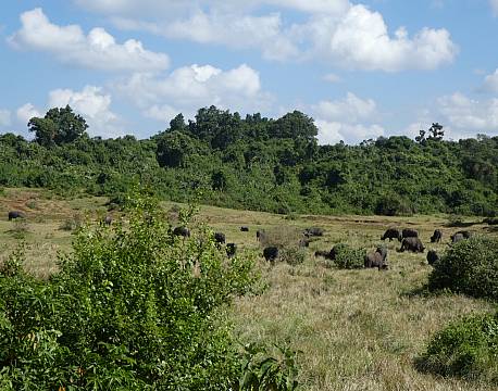 Aberdare højlandet kenya africa tours