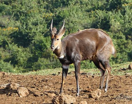 Aberdare højlandet kenya africa tours