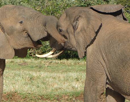 Aberdare højlandet kenya africa tours