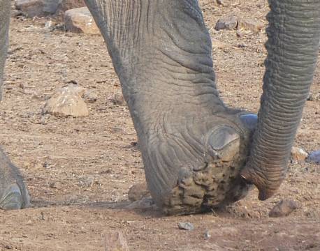 Aberdare højlandet kenya africa tours