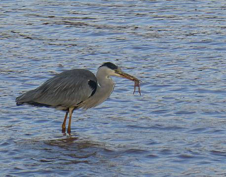 Aberdare højlandet kenya africa tours