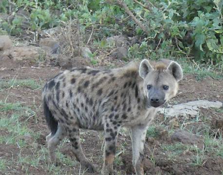Aberdare højlandet kenya africa tours