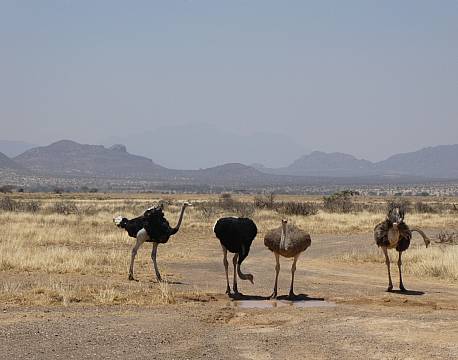 Samburu kenya africa tours