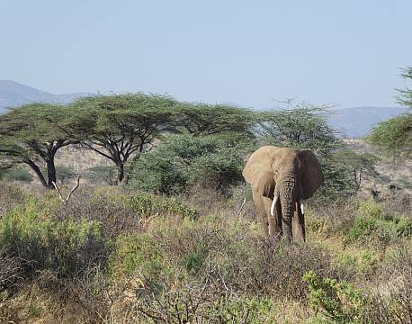 Samburu kenya africa tours