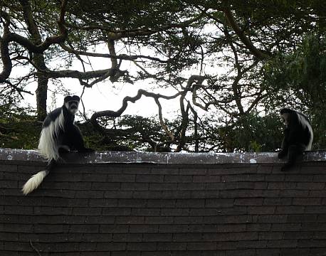 Lake Naivasha Sopa Lodge, Lake Naivasha, Kenya 8 africa tours