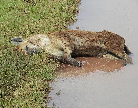 hyæne tanzania africa tours