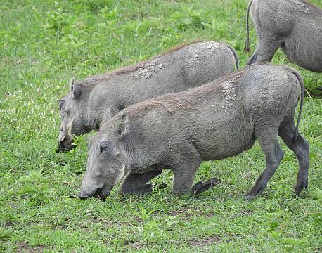 vortesvin tanzania africa tours