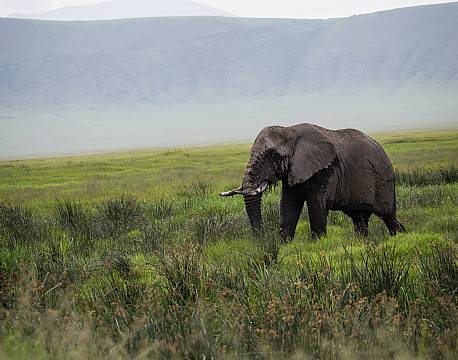 Ngorongoro krateret Tanzania africa tours