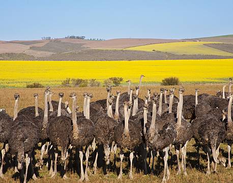 Garden Route sydafrika africa tours