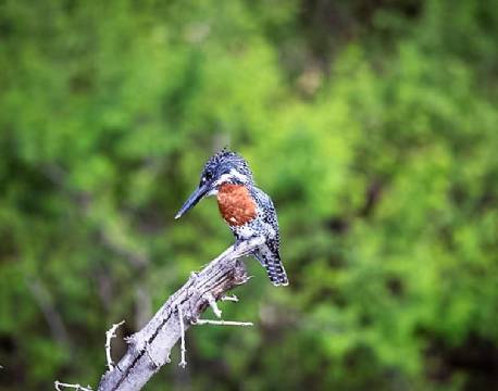 Pepere Island Lodge botswana 12 africa tours