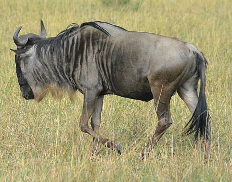 the big five gnu africa tours
