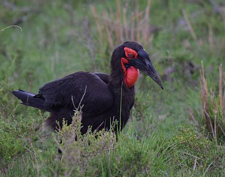 Hornravn africa tours