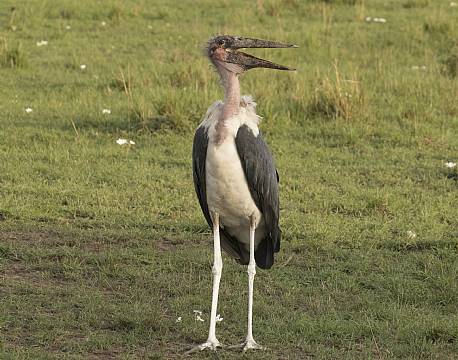 Marabustork safari africa tours