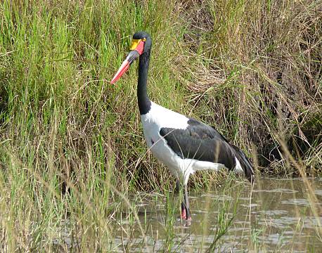 safari Saddelnæbstork africa tours