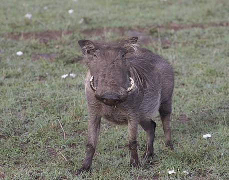 safari Vortesvin africa tours