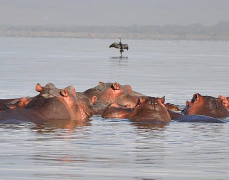 Addo Elephant National Park Sydafrika africa tours