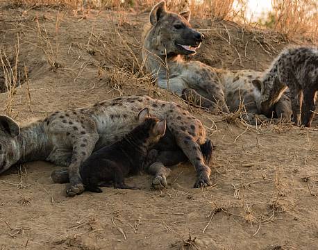 Addo Elephant National Park Sydafrika africa tours