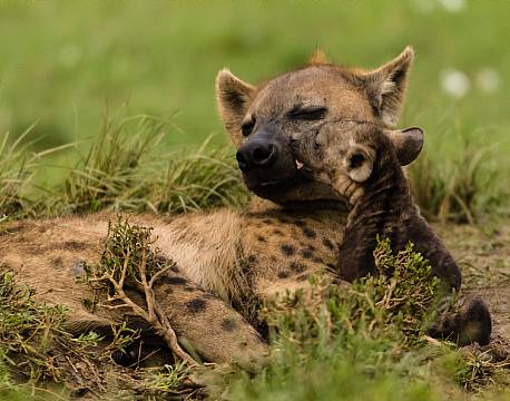 Addo Elephant National Park Sydafrika africa tours
