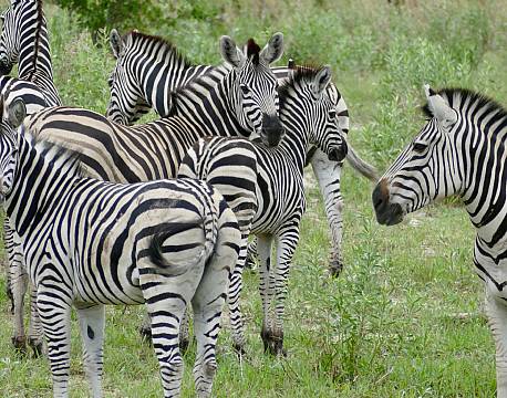 Addo Elephant National Park Sydafrika africa tours