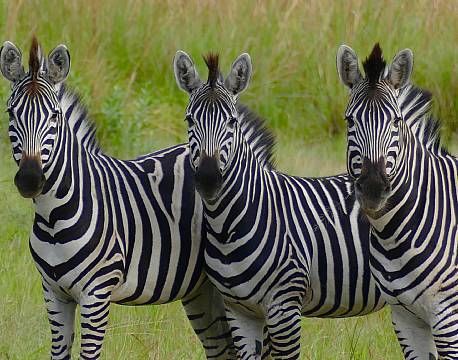 Addo Elephant National Park Sydafrika africa tours