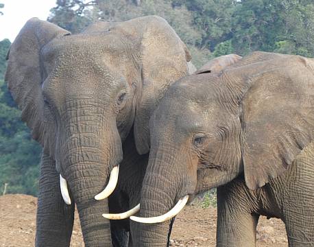 Addo Elephant National Park Sydafrika africa tours