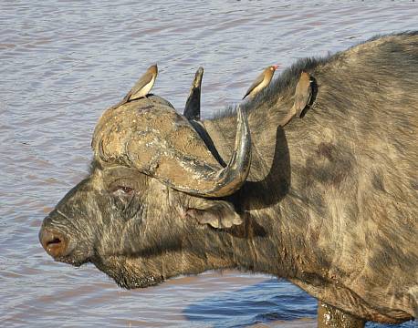 Addo Elephant National Park Sydafrika africa tours