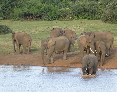 Addo Elephant National Park Sydafrika africa tours