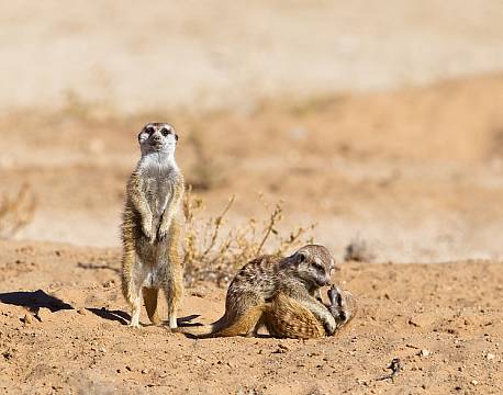 Kgalagadi Transfrontier Park sydafrika africa tours