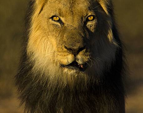 Kgalagadi Transfrontier Park sydafrika africa tours