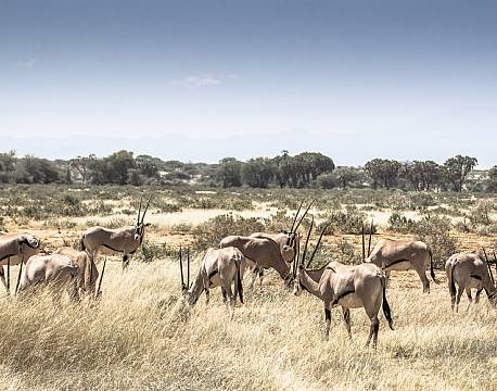 Kgalagadi Transfrontier Park sydafrika africa tours
