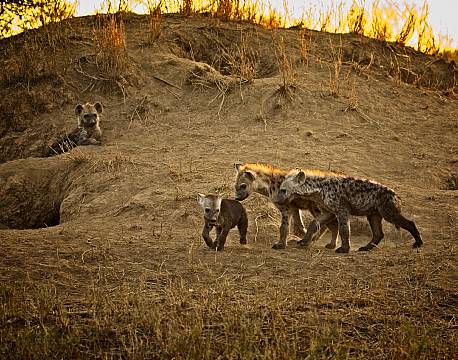 Kgalagadi Transfrontier Park sydafrika africa tours