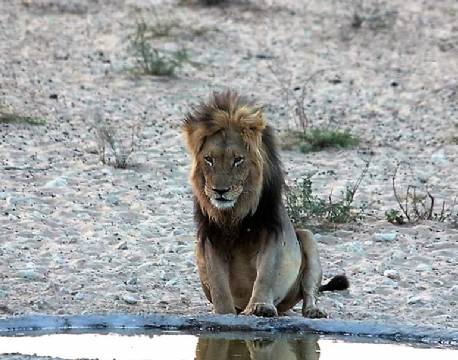 Kgalagadi Transfrontier Park sydafrika africa tours