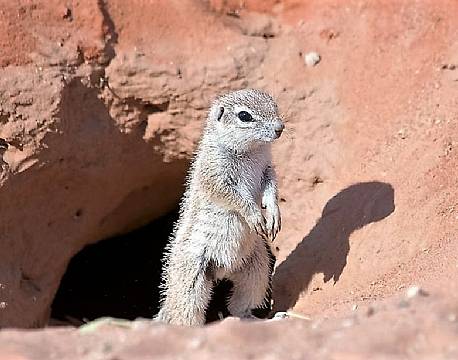 Kgalagadi Transfrontier Park sydafrika africa tours