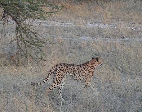 Kgalagadi Transfrontier Park sydafrika africa tours