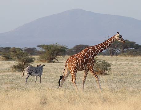 giraf- og zebrasafari på savannen africa tours