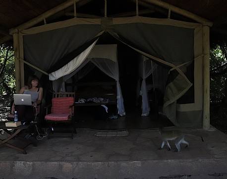 teltovernatning safari skoven africa tours