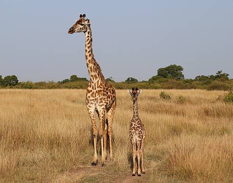 girafungesafari savanne africa tours