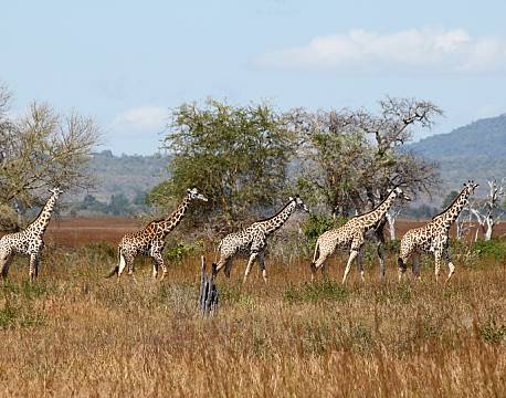 Mikumi np tanzania africa tours