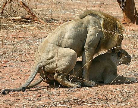 Ruaha N.P tanzania sydafrika africa tours