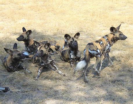 Nyerere vildreservat tanzania africa tours