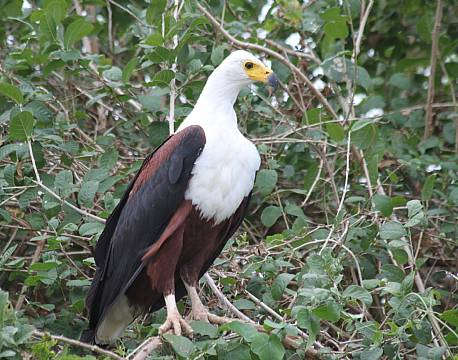 Nyerere vildreservat tanzania africa tours