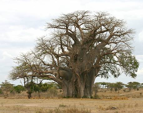 Nyerere vildreservat tanzania africa tours