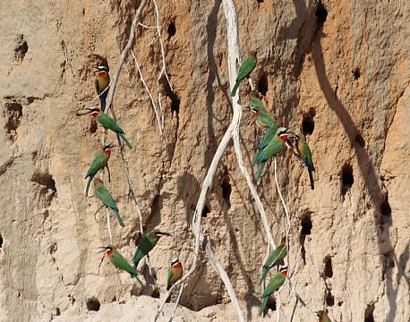 Nyerere vildreservat tanzania africa tours