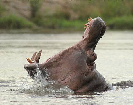 Nyerere vildreservat tanzania africa tours