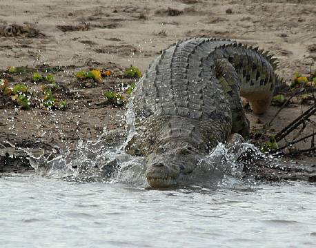 Nyerere vildreservat tanzania africa tours